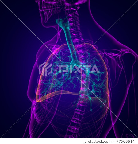 Lungs Human Respiratory System Anatomy For Medical Concept 3D 77566614