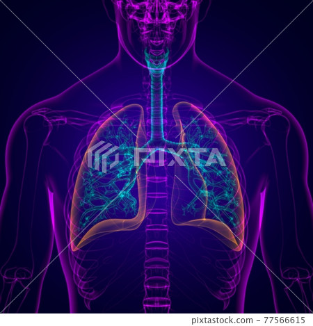 Lungs Human Respiratory System Anatomy For Medical Concept 3D Lungs Human Respiratory System Anatomy For Medical Concept 3D 77566615