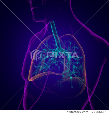 Lungs Human Respiratory System Anatomy For Medical Concept 3D Lungs Human Respiratory System Anatomy For Medical Concept 3D 77566616