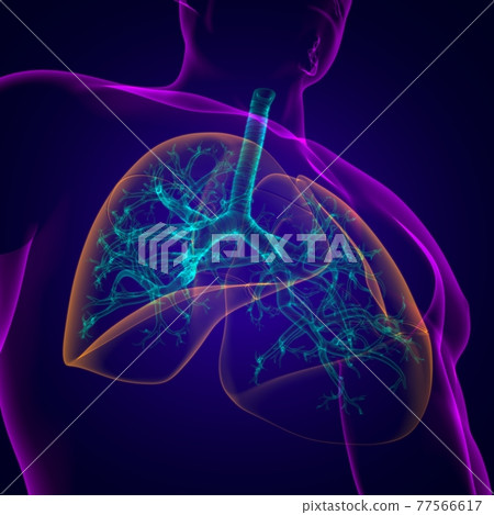 Lungs Human Respiratory System Anatomy For Medical Concept 3D Lungs Human Respiratory System Anatomy For Medical Concept 3D 77566617