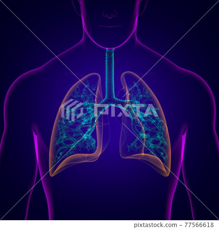 Lungs Human Respiratory System Anatomy For Medical Concept 3D 77566618