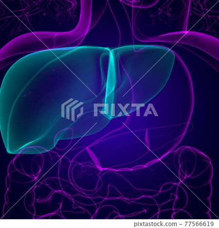 Liver 3D Illustration Human Digestive System Anatomy Liver 3D Illustration Human Digestive System Anatomy 77566619