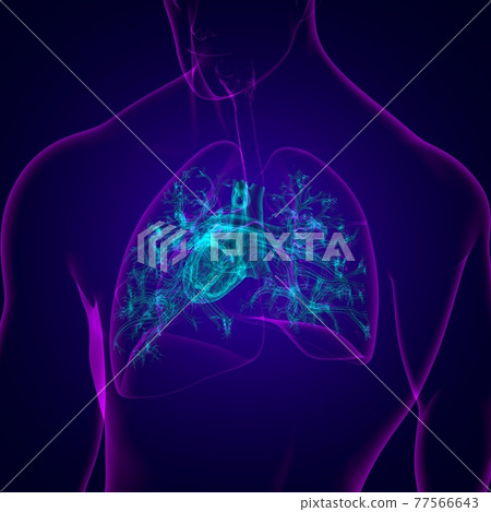 Lungs Human Respiratory System Anatomy For Medical Concept 3D Lungs Human Respiratory System Anatomy For Medical Concept 3D 77566643