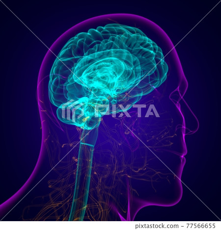 Human Brain Anatomy For Medical Concept 3D Human Brain Anatomy For Medical Concept 3D 77566655