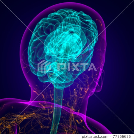 Human Brain Anatomy For Medical Concept 3D Human Brain Anatomy For Medical Concept 3D 77566656