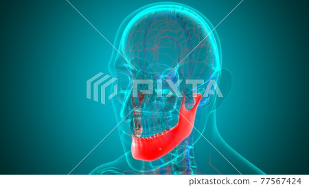 Human Skeleton Skull Mandible Bone Anatomy For Medical Concept Human Skeleton Skull Mandible Bone Anatomy For Medical Concept 77567424