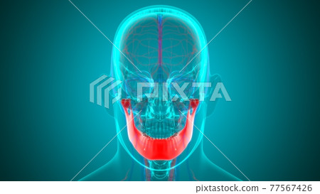 Human Skeleton Skull Mandible Bone Anatomy For Medical Concept Human Skeleton Skull Mandible Bone Anatomy For Medical Concept 77567426