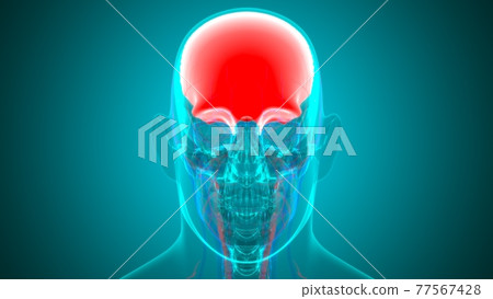 Human Skeleton Skull Frontal Bone Anatomy For Medical Concept Human Skeleton Skull Frontal Bone Anatomy For Medical Concept 77567428