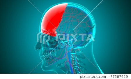 Human Skeleton Skull Frontal Bone Anatomy For Medical Concept 77567429