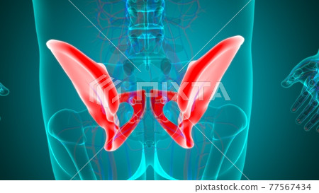 Human Skeleton Hip or Pelvic bone Anatomy For Medical Concept Human Skeleton Hip or Pelvic bone Anatomy For Medical Concept 77567434