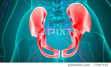Human Skeleton Hip or Pelvic bone Anatomy For Medical Concept Human Skeleton Hip or Pelvic bone Anatomy For Medical Concept 77567435