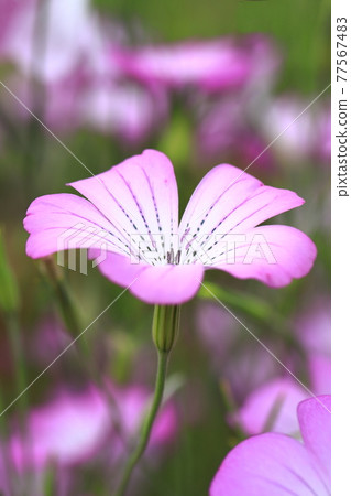 Muginadeshiko 花在風中搖曳 77567483