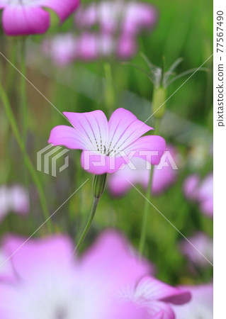 Muginadeshiko flowers swaying in the wind 77567490