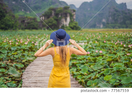 Young woman in a yellow dress on the path among the lotus lake. Mua Cave, Ninh Binh, Vietnam. Vietnam reopens after quarantine Coronovirus COVID 19 concept 77567559