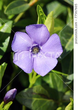 Curative flower Vinca minor blooming Curative flower Vinca minor blooming 77567605