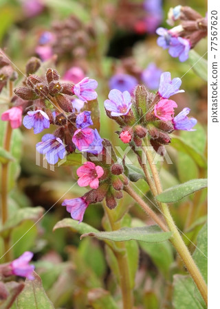 Common lungwort flower Pulmonaria officinalis Common lungwort flower Pulmonaria officinalis 77567620
