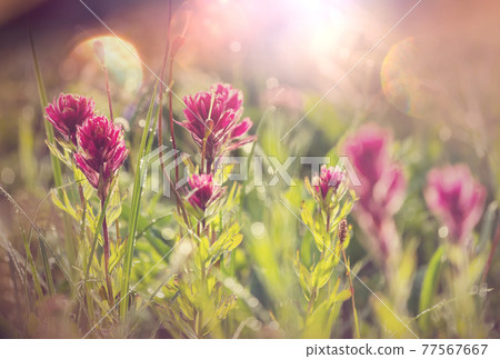 Mountains meadow Mountains meadow 77567667