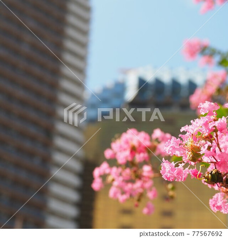 Roadside trees and flowers over the building Roadside trees and flowers over the building 77567692