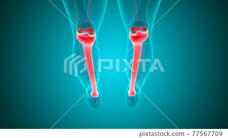 Human skeleton anatomy Tibia Bone 3D Rendering 77567709