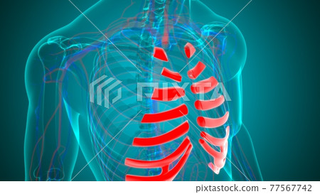 Human skeleton anatomy Costal Cartilage 3D Rendering Human skeleton anatomy Costal Cartilage 3D Rendering 77567742