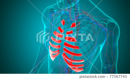 Human skeleton anatomy Costal Cartilage 3D Rendering Human skeleton anatomy Costal Cartilage 3D Rendering 77567743
