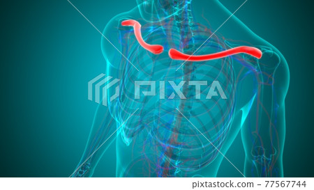 Human skeleton anatomy Clavicle Bones 3D Rendering 77567744