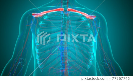 Human skeleton anatomy Clavicle Bones 3D Rendering Human skeleton anatomy Clavicle Bones 3D Rendering 77567745