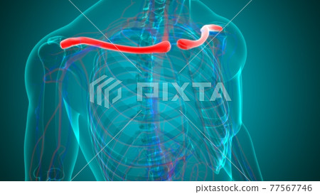 Human skeleton anatomy Clavicle Bones 3D Rendering 77567746