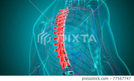 Human Skeleton Vertebral Column Thoracic Vertebrae Anatomy 77567747