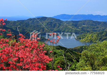 View from the mountain path: Azaleas, Chausuyama from the Hakaiyama Otoge Observation Point (Tosa City, Kochi Prefecture) 77568020