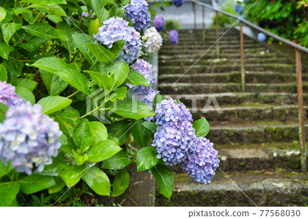 Hydrangea and stone steps of Choboji that get wet in the rain Tsuyama City, Okayama Prefecture 77568030