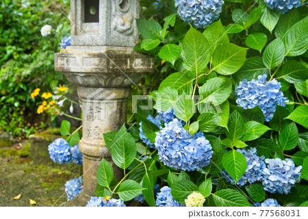 Choboji寺的石燈籠和被雨淋濕的繡球花,岡山縣津山市 Choboji寺的石燈籠和被雨淋濕的繡球花,岡山縣津山市 77568031