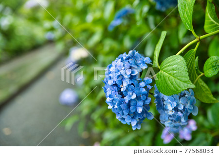 The approach to Choboji Temple and the blue hydrangea that gets wet in the rain Tsuyama City, Okayama Prefecture 77568033