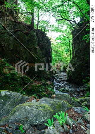 (埼玉) 春天的倭山、翠綠與峽谷 (埼玉) 春天的倭山、翠綠與峽谷 77568092