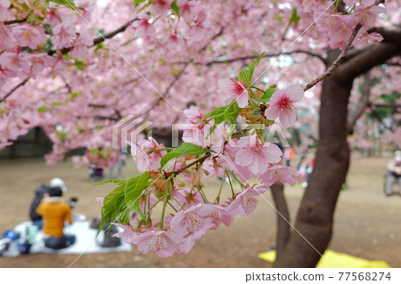 Kawazu cherry blossoms in Rinshi-no-Mori Park Kawazu cherry blossoms in Rinshi-no-Mori Park 77568274