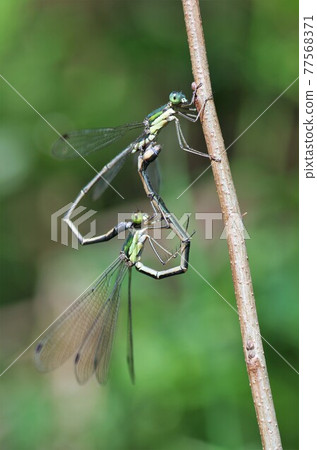 Connection of Lestes sponsa 77568371
