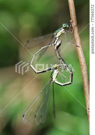 Connection of Lestes sponsa Connection of Lestes sponsa 77568372