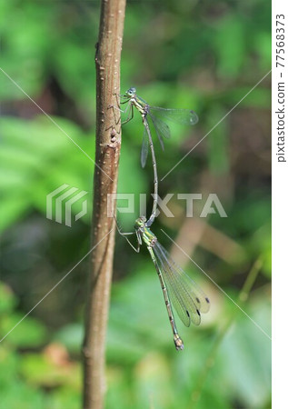 Connection of Lestes sponsa 77568373