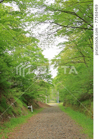 原日本國鐵筱井線5月廢棄鐵路線 77568469