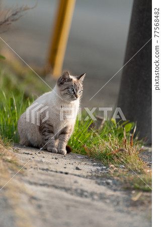 Cats living outside Cats living outside 77568482