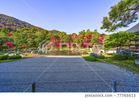 朝陽下閃耀的京都天龍寺“相源園” 朝陽下閃耀的京都天龍寺“相源園” 77568813