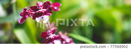 The banner of the beautiful flower of orchid with the blurred background for your design. The banner of the beautiful flower of orchid with the blurred background for your design. 77568902