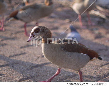 wild bird wild bird 77568953