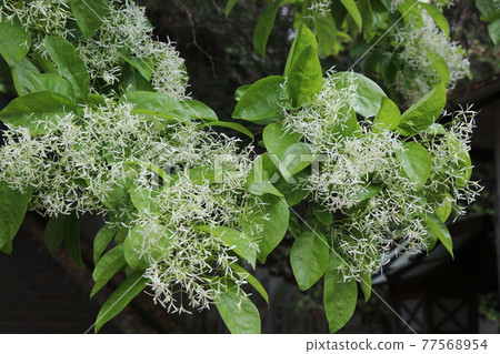 Nanja Monja in full bloom Nanja Monja in full bloom 77568954