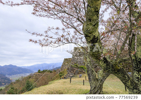 武田城遺址春天 武田城遺址春天 77569239