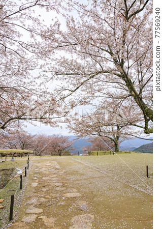武田城遺址春天 武田城遺址春天 77569240
