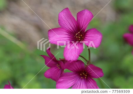 the魚在春天領域的粉紅色花朵 the魚在春天領域的粉紅色花朵 77569309