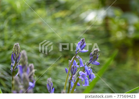 隨風搖曳的金銀水仙 77569423