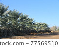 Dates plantations endlessly in the suburbs of Jeddah, Saudi Arabia 77569510