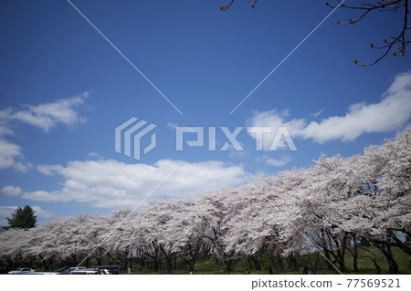 A row of cherry blossom trees in Kajo Park 77569521